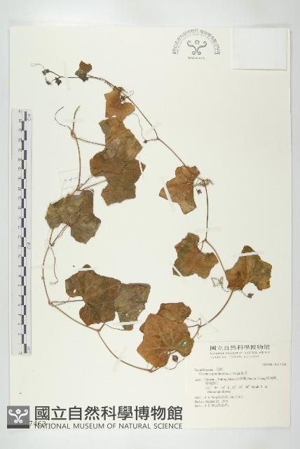 紅瓜藏品圖，第1張