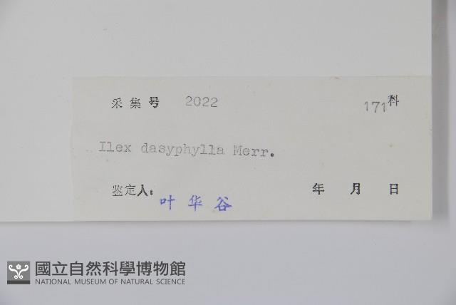 黃毛冬青藏品圖，第2張