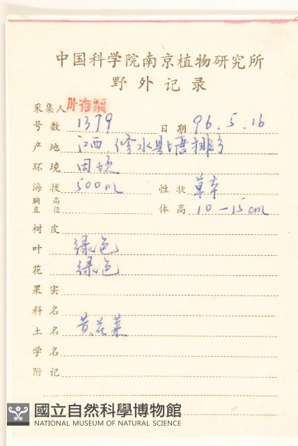 稻槎菜藏品圖，第2張