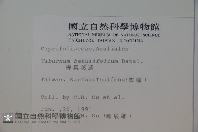 樺葉莢迷、玉山莢迷藏品圖，第2張