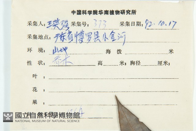 俄氏虎皮楠、蘭嶼虎皮楠、虎皮楠藏品圖，第2張