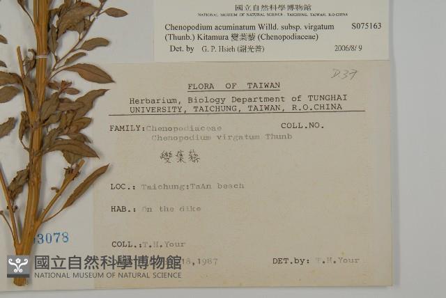 變葉藜藏品圖，第2張