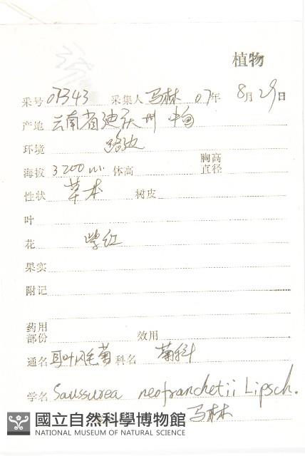 耳葉鳳毛菊藏品圖，第2張