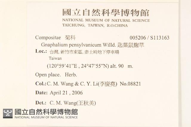 匙葉鼠麴草藏品圖，第2張