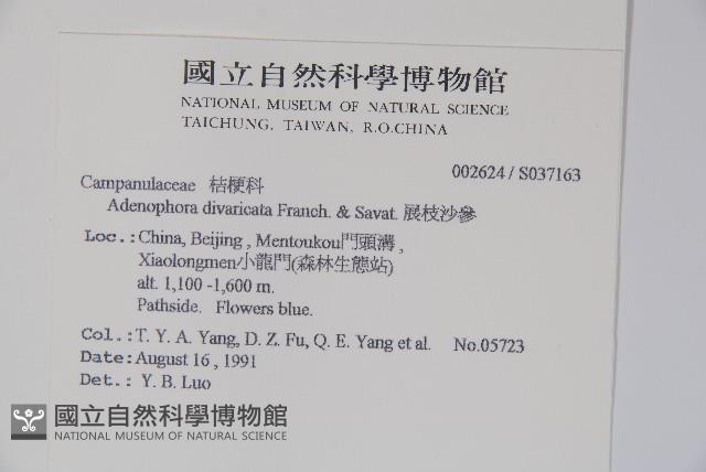 展枝沙參藏品圖，第2張