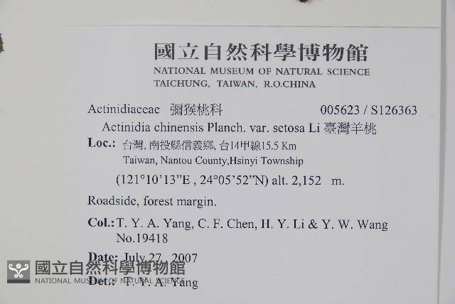 臺灣羊桃藏品圖，第2張