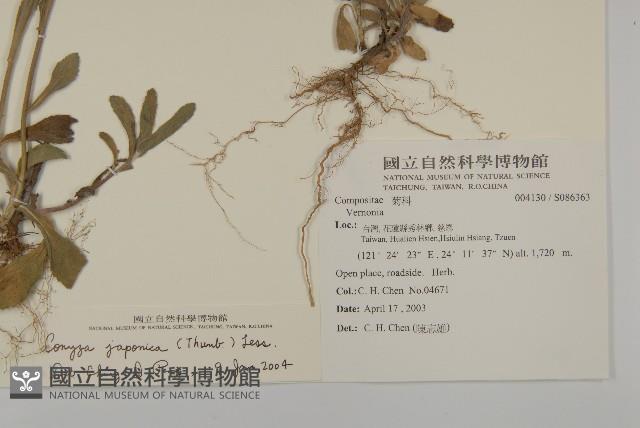 日本假蓬藏品圖，第2張