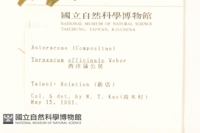 西洋蒲公英藏品圖，第2張