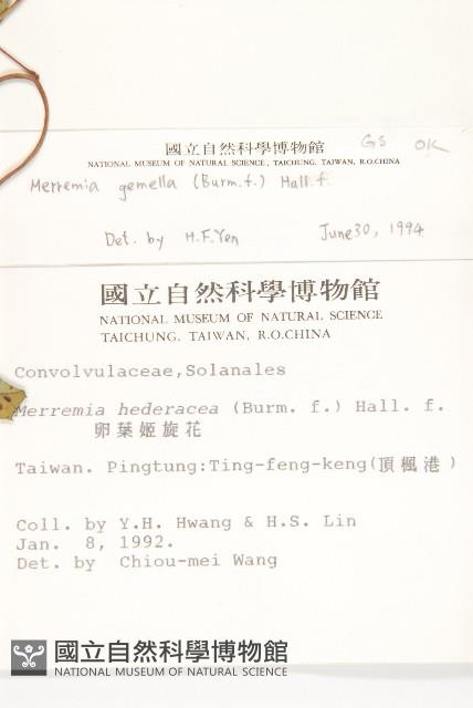 菜欒藤藏品圖，第2張