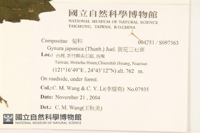 黃花三七草藏品圖，第2張