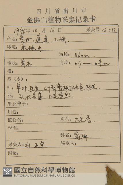 薄葉艾納香藏品圖，第2張