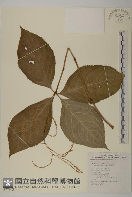 臺灣及己藏品圖，第1張