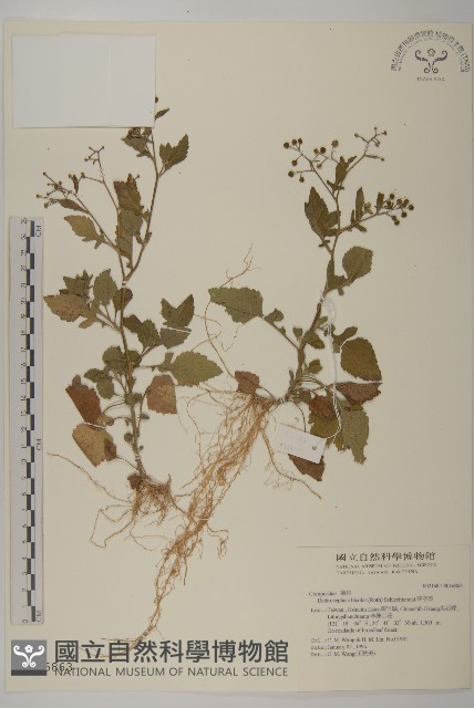 茯苓菜藏品圖，第2張