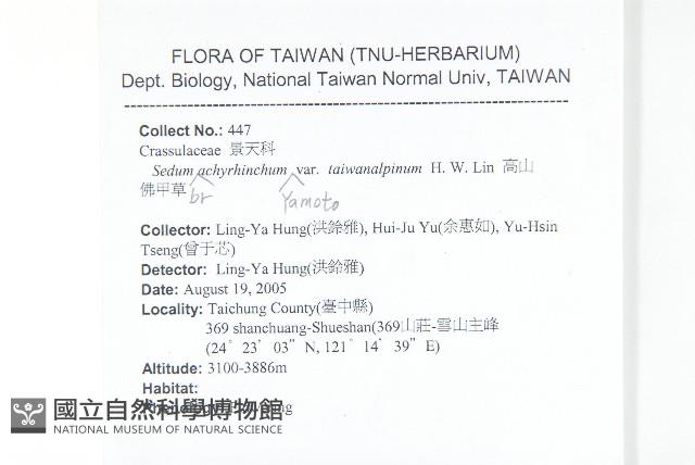 高山佛甲草藏品圖，第2張