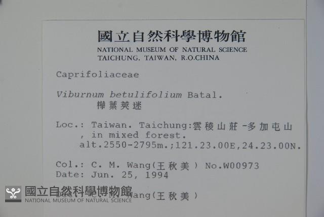 樺葉莢迷、玉山莢迷藏品圖，第2張