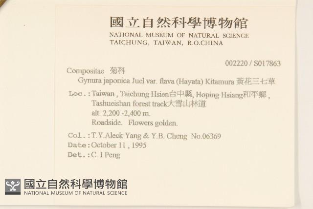 黃花三七草藏品圖，第2張