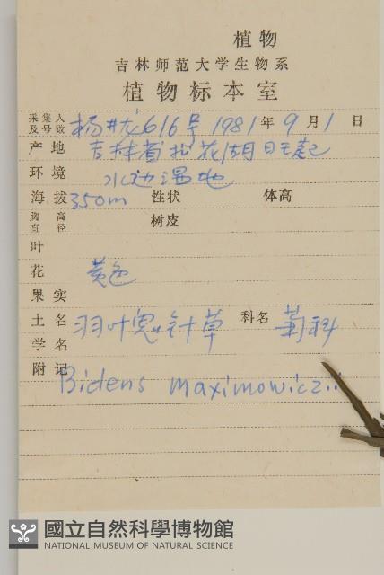 羽葉鬼針草藏品圖，第2張