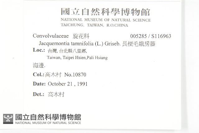 長梗毛娥房藤藏品圖，第2張