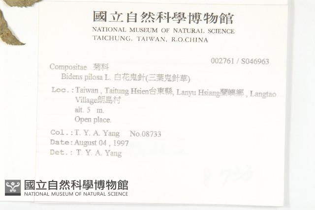 白花鬼針藏品圖，第2張