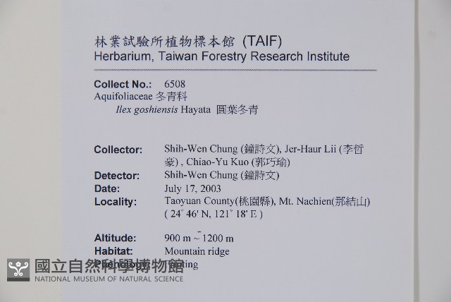 圓葉冬青藏品圖，第2張