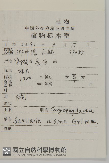 雀舌草藏品圖，第2張