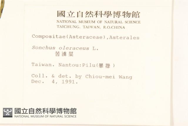 苦滇菜、苦菜藏品圖，第2張