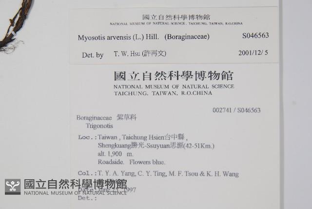 野勿忘草藏品圖，第2張