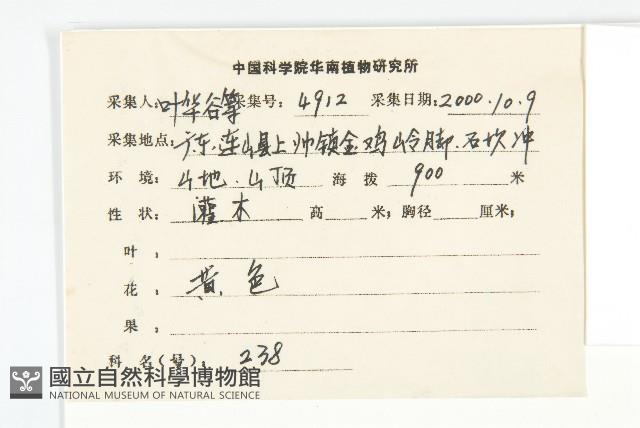 羊耳菊藏品圖，第2張