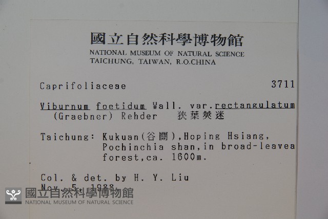 狹葉莢迷藏品圖，第2張