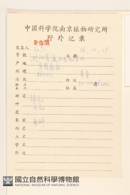 小米菊藏品圖，第2張