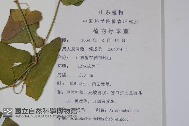 馬兜鈴藏品圖，第2張