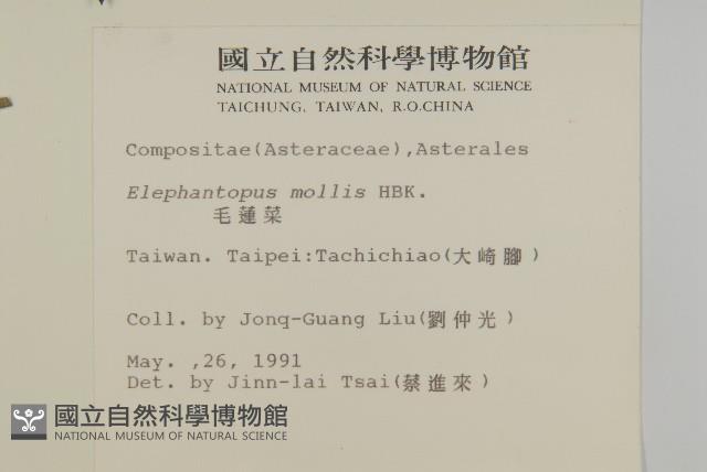 地膽草、毛蓮菜藏品圖，第2張