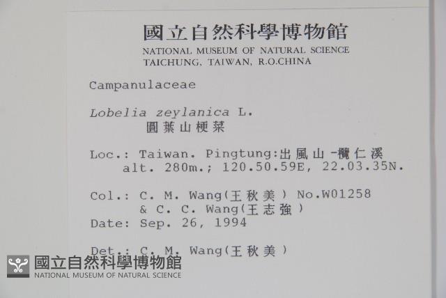 圓葉山梗菜藏品圖，第2張