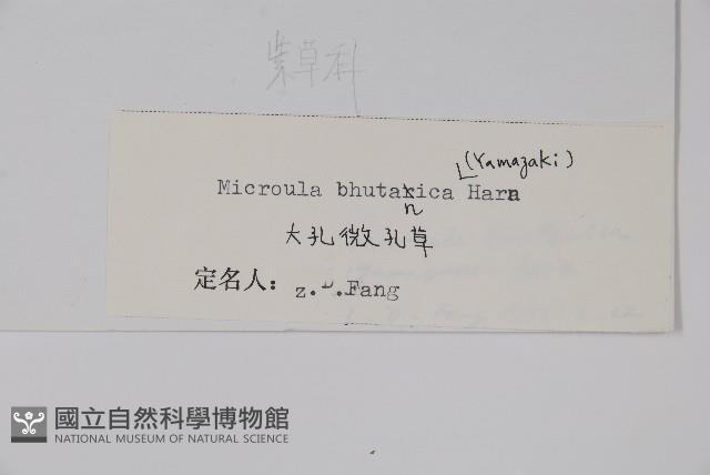 大孔微孔草藏品圖，第2張