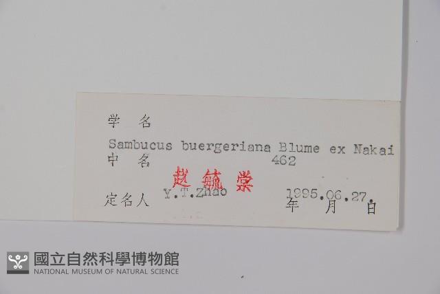 毛接骨木藏品圖，第2張