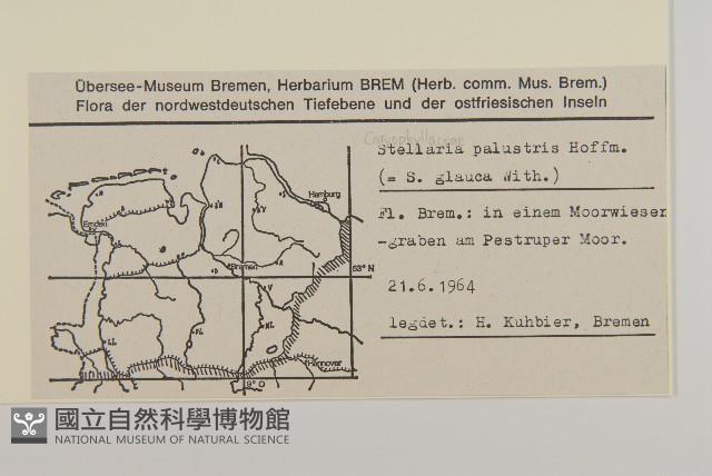 沼繁縷藏品圖，第2張