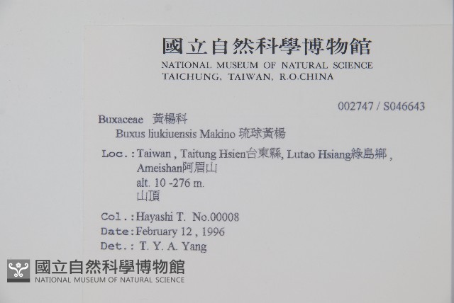 琉球黃楊藏品圖，第2張
