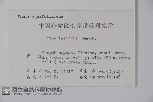廣葉冬青、大葉冬青、苦丁茶藏品圖，第2張