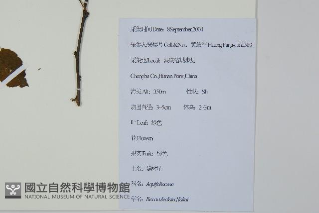 鼠李冬青、滿樹星藏品圖，第2張