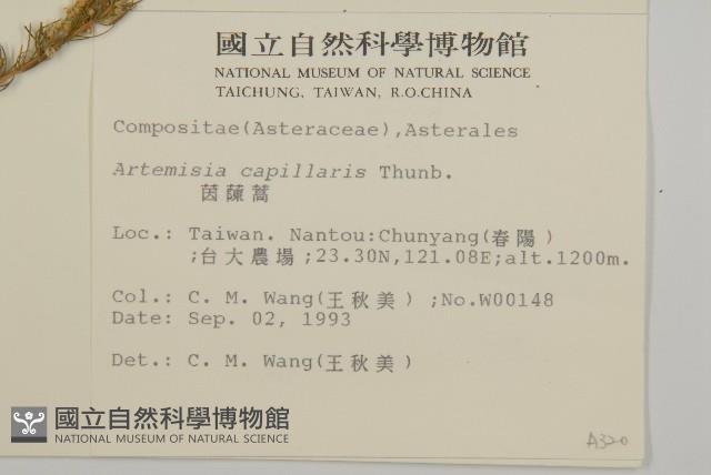 茵蔯蒿藏品圖，第2張