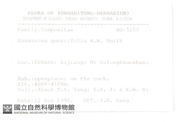 槲葉雪蓮花藏品圖，第2張