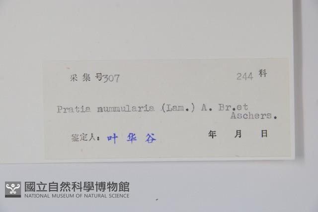 普剌特草藏品圖，第2張