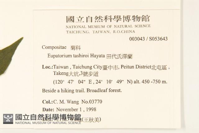 田代氏澤蘭藏品圖，第2張