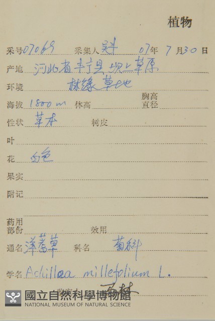 洋蓍草、千葉蓍藏品圖，第2張
