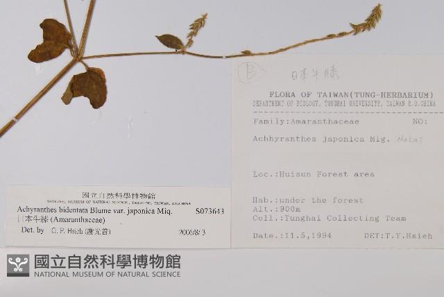 日本牛膝藏品圖，第2張