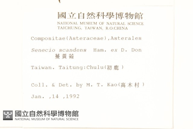 蔓黃菀藏品圖，第2張