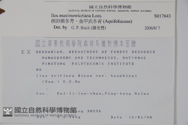 倒卵葉冬青、金平氏冬青藏品圖，第2張