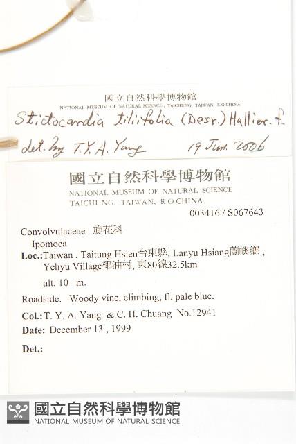 銳葉牽牛藏品圖，第2張