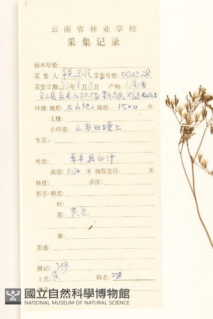 細葉苦實藏品圖，第2張