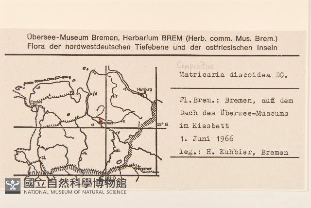 同花母菊藏品圖，第2張